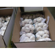 Karton Verpackung Pure White Knoblauch (5,5 cm und höher)